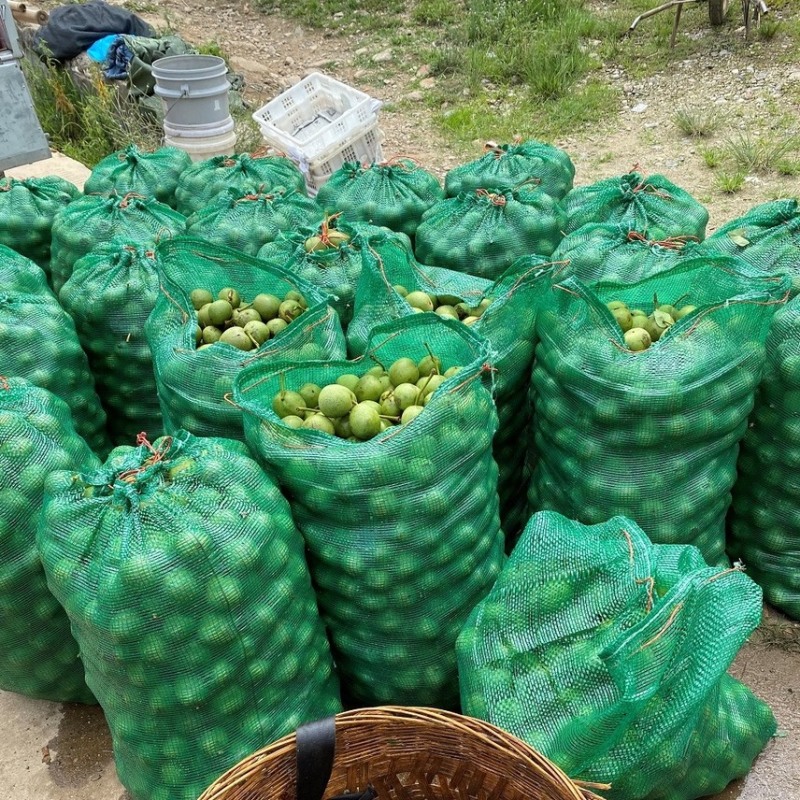 青皮核桃鲜核桃，批发零售，电商平台一件代发