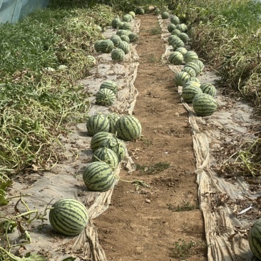 宁夏精品无籽麒麟瓜，原棚头茬，品质保证，量大从优。