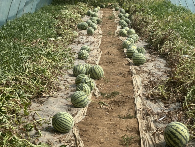 宁夏精品无籽麒麟瓜，原棚头茬，品质保证，量大从优。