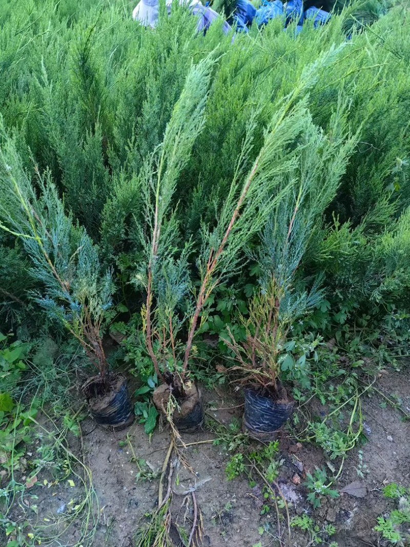 精品杯苗沙地柏30-80cm