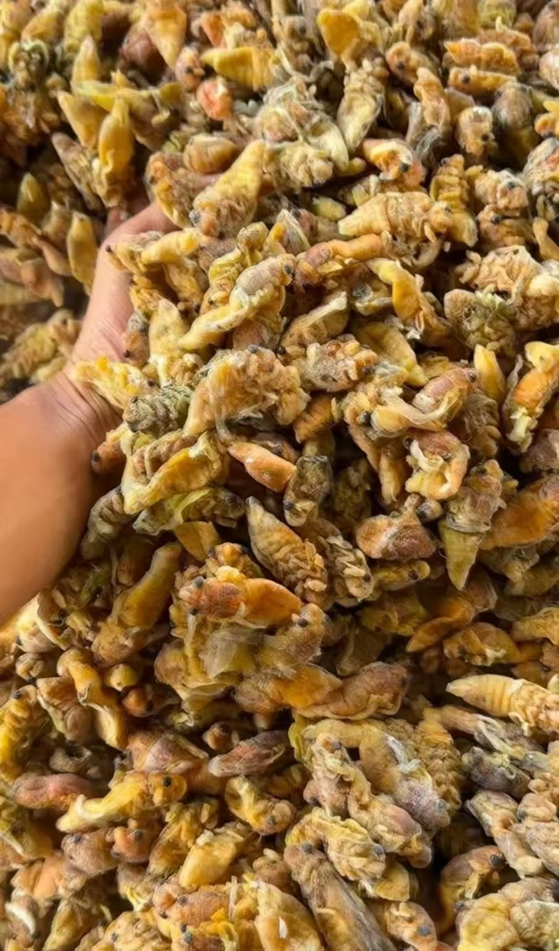 小金蝉