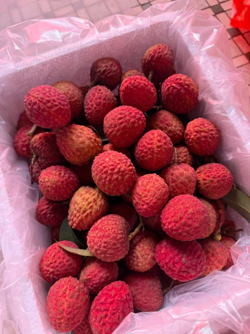 正宗仙进奉荔枝