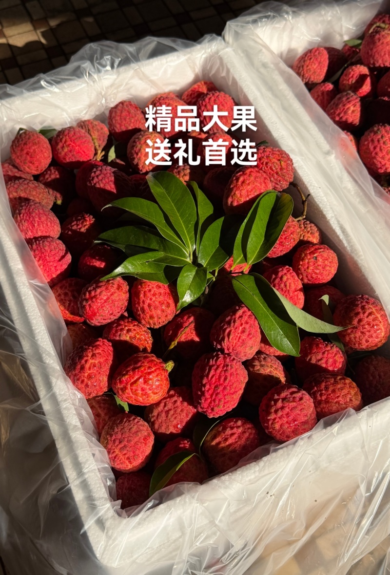 正宗仙进奉荔枝