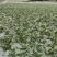 端午野生大叶艾湖北蕲艾优质无杂干艾叶产地货源批零一件代发