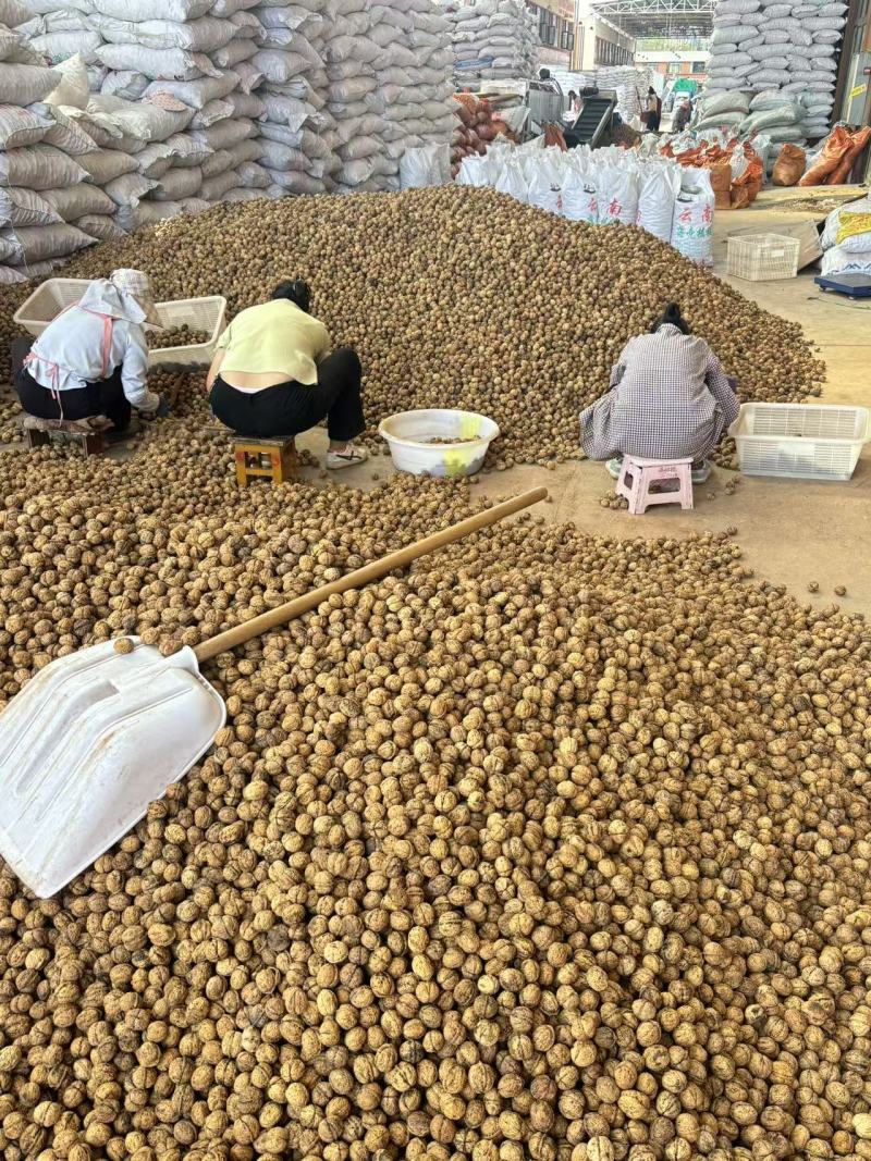 云南薄皮核桃价格美丽质量好走货快对接全国量大从优欢迎询价