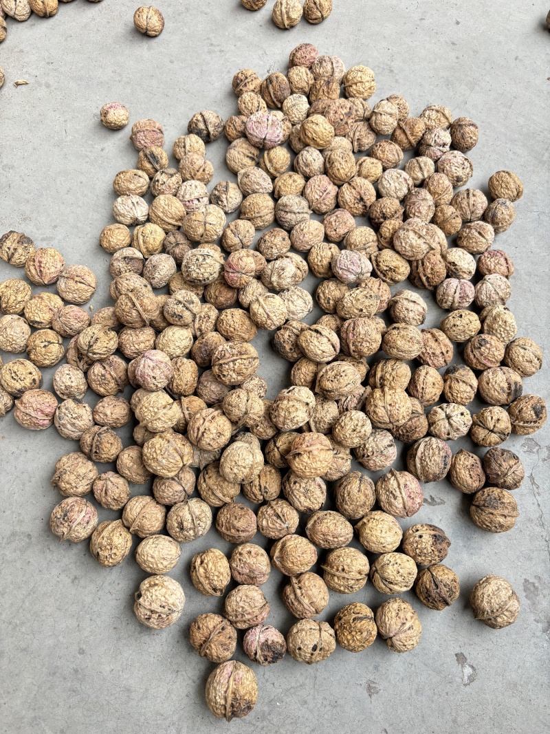云南薄皮核桃价格美丽质量好走货快对接全国量大从优欢迎询价