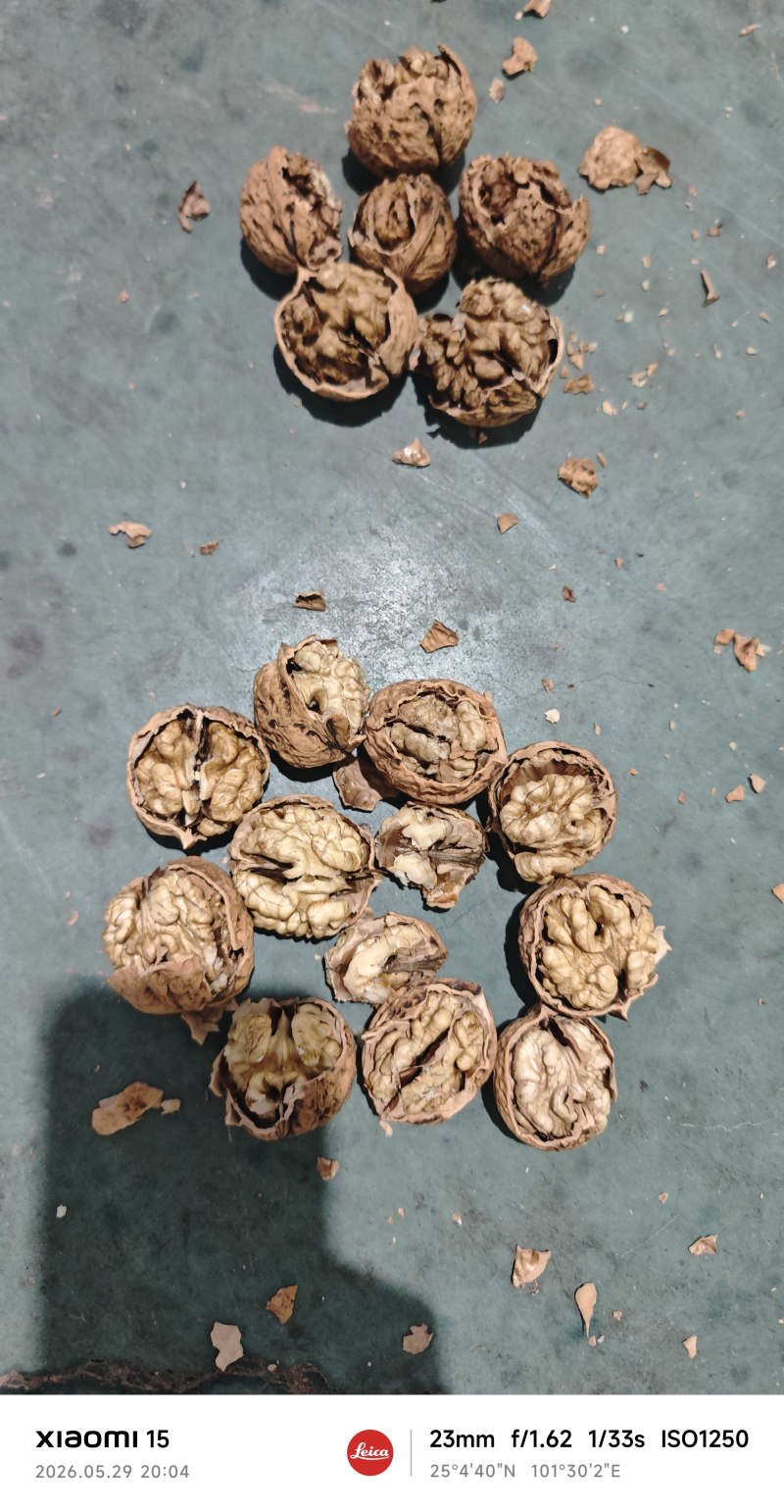 云南薄皮核桃价格美丽质量好走货快对接全国量大从优欢迎询价