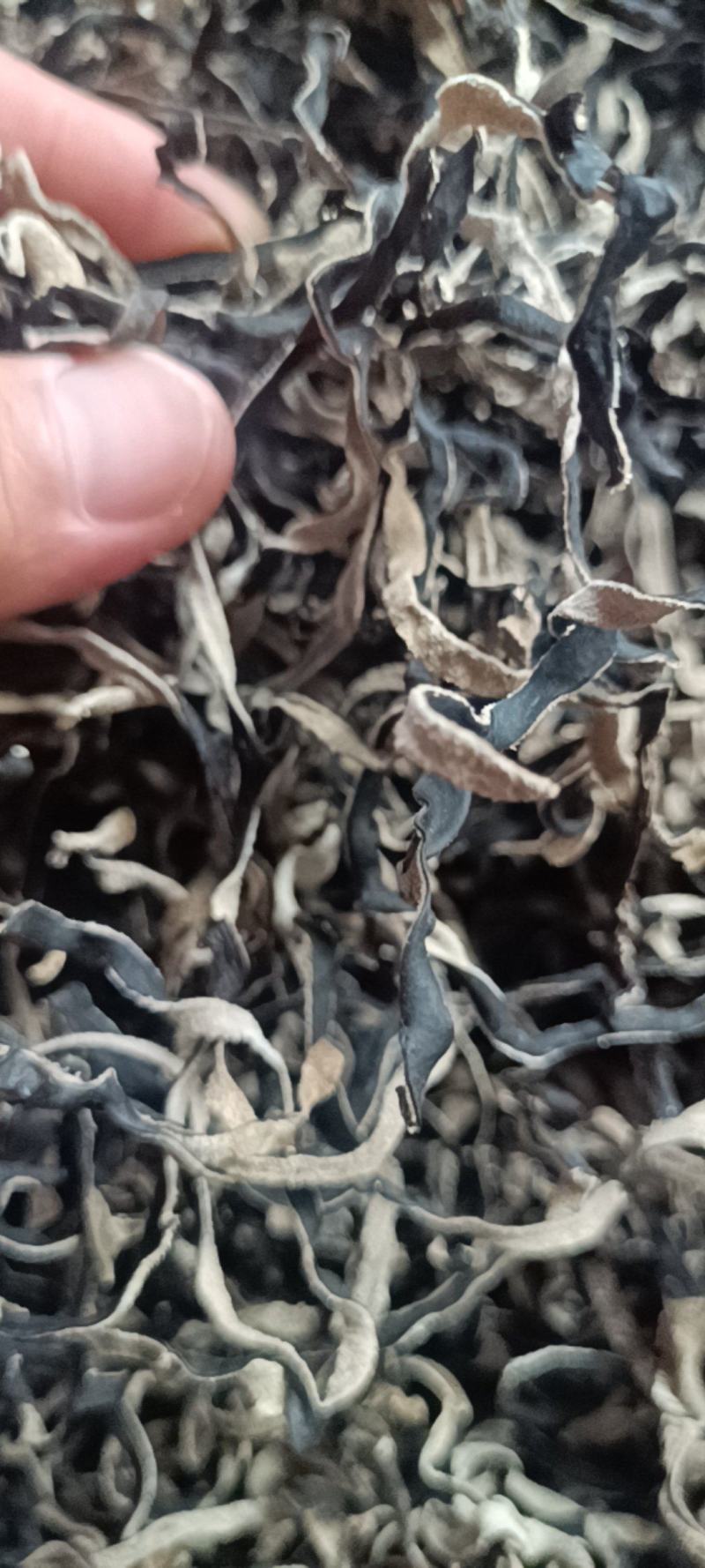 精品木耳丝加工厂电商木耳丝无根木耳丝优质木耳丝产地一手货