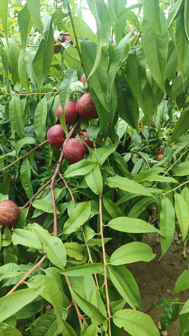 珍珠枣油桃3号