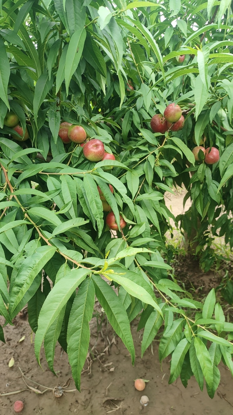 珍珠枣油桃3号