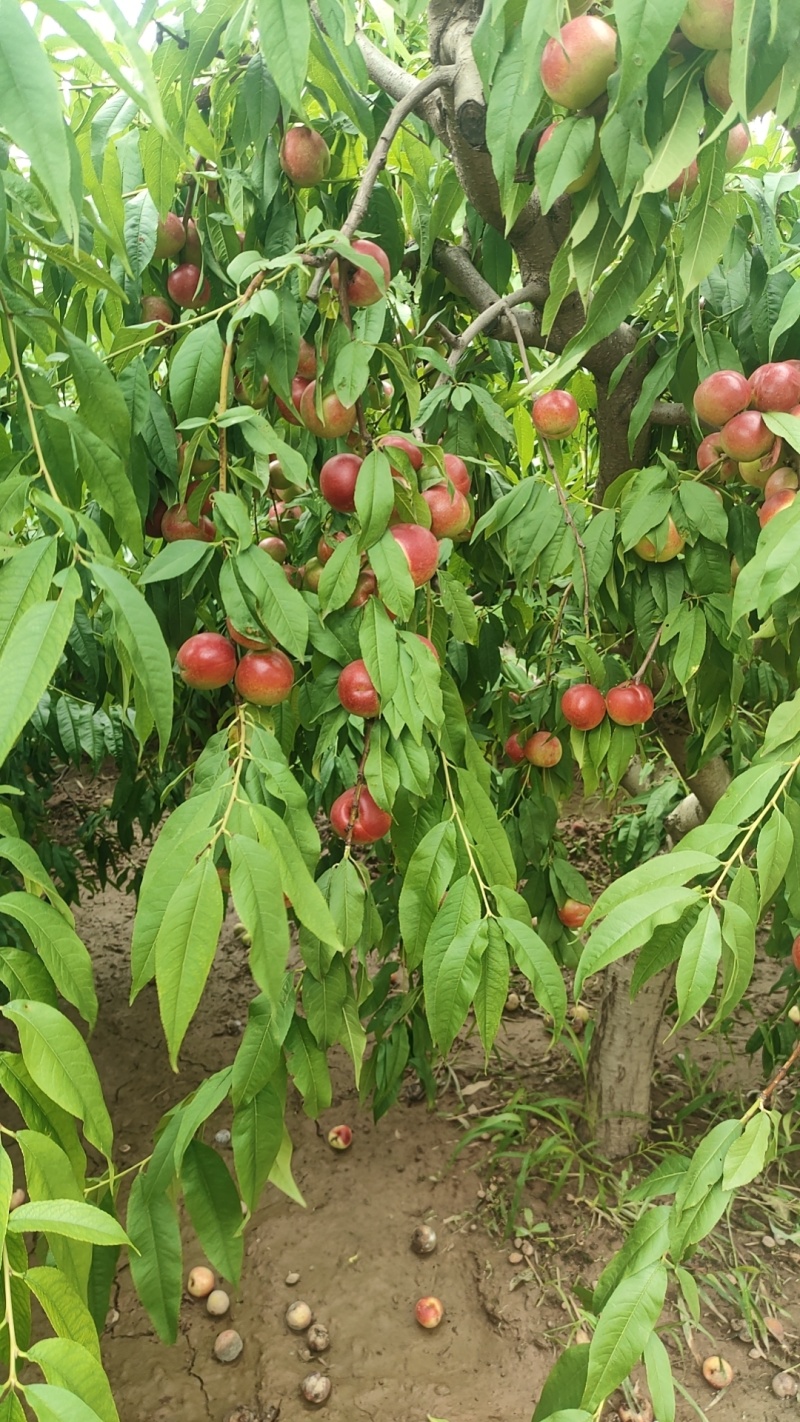 珍珠枣油桃3号
