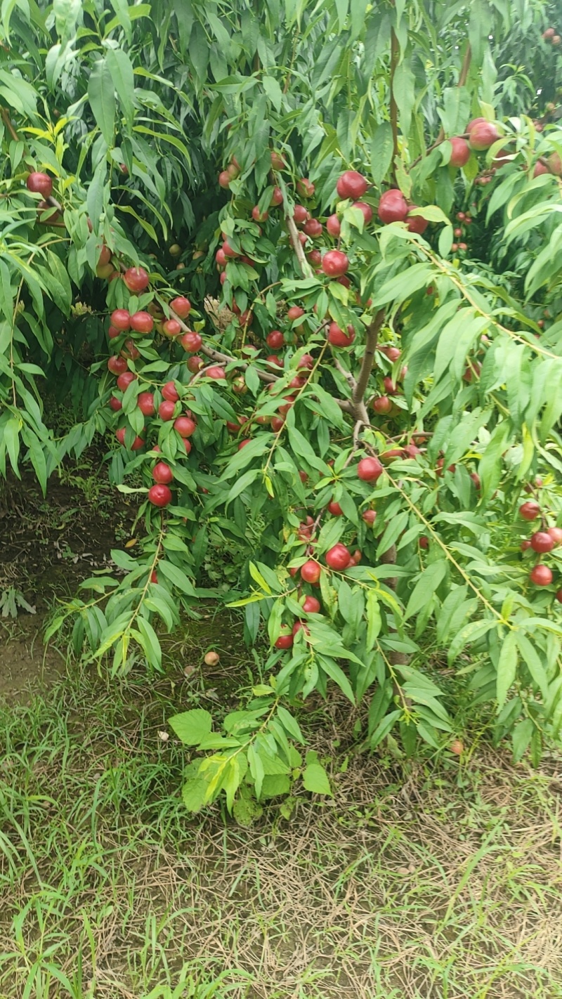 珍珠枣油桃3号