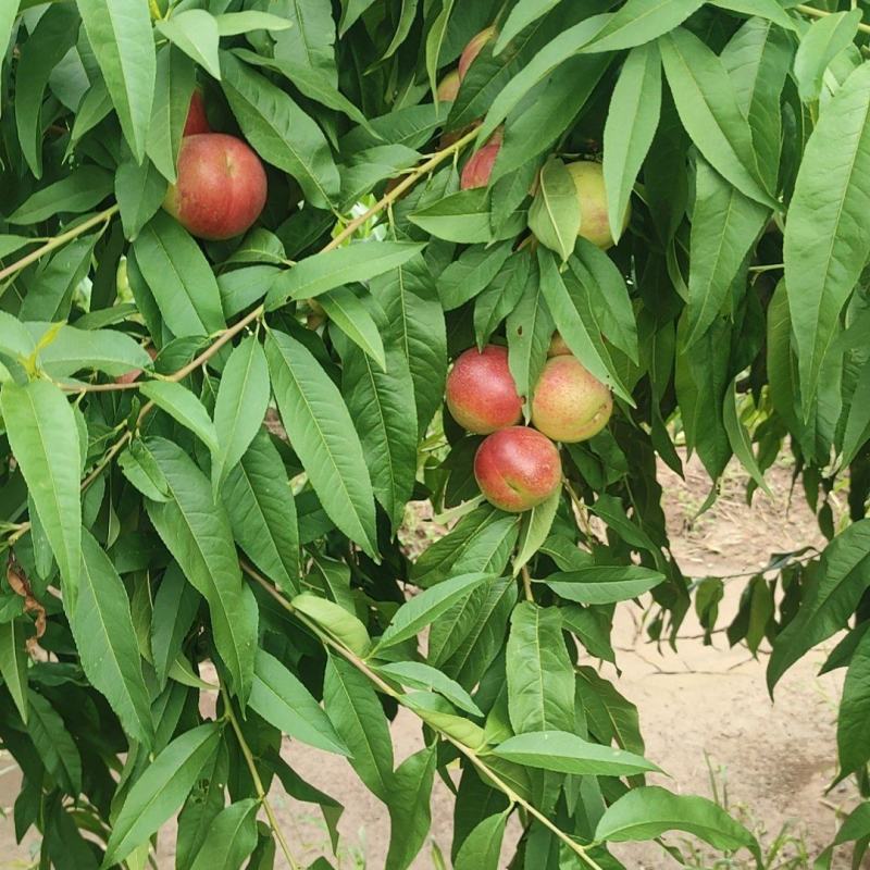 珍珠枣油桃3号