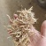 精品揉丝优质小麦秸秆小套袋，牛草干料，二次除尘，草料干净