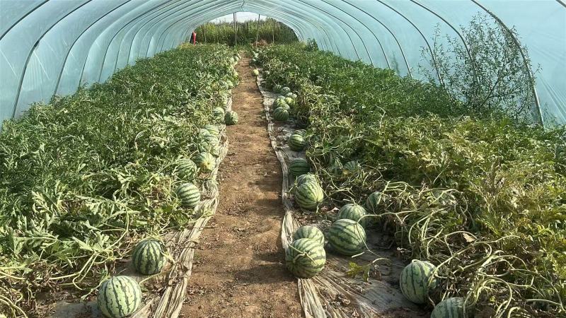 宁夏精品无籽麒麟瓜，原棚头茬，品质保证，量大从优。