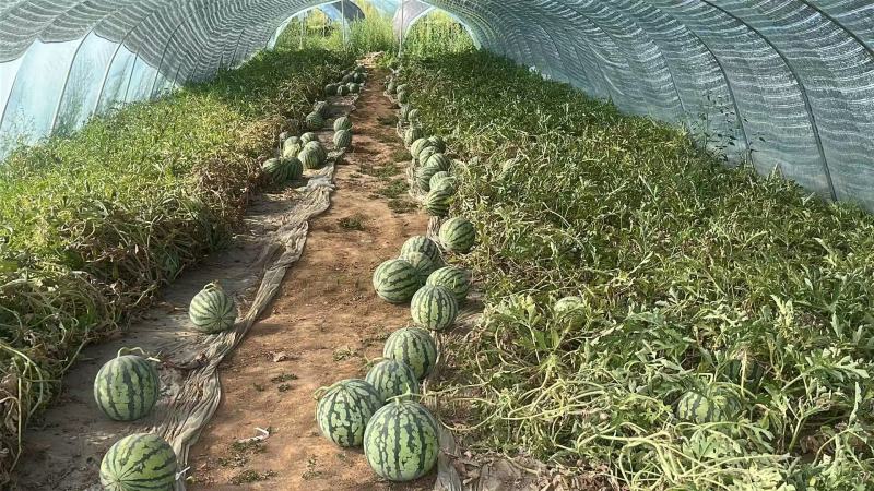 宁夏精品无籽麒麟瓜，原棚头茬，品质保证，量大从优。