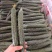 贵州密刺黄瓜青瓜大量上市基地直发保质保量一条龙服务