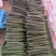 贵州密刺黄瓜青瓜大量上市基地直发保质保量一条龙服务