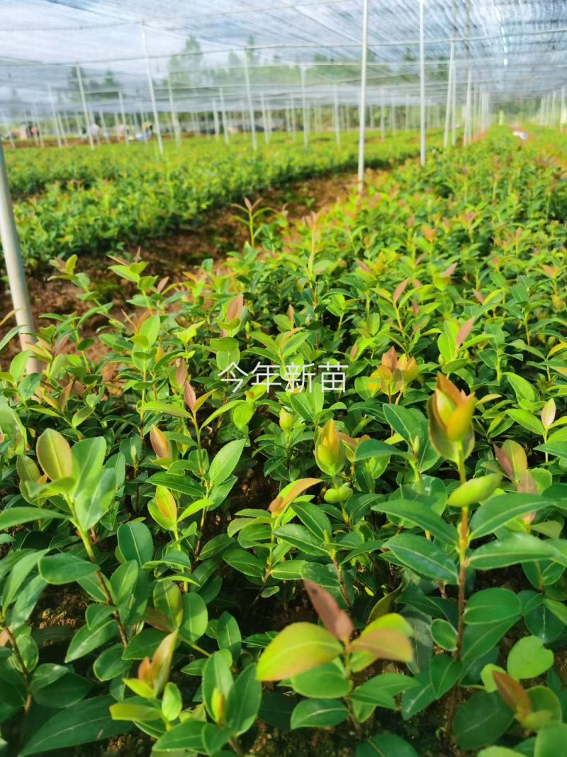 高产嫁接油茶苗