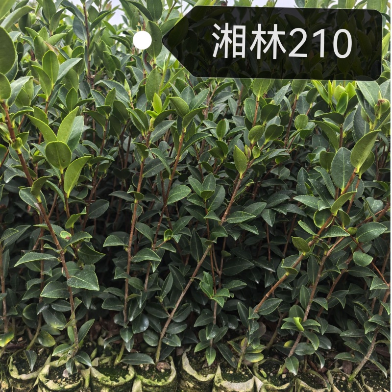 高产嫁接油茶苗