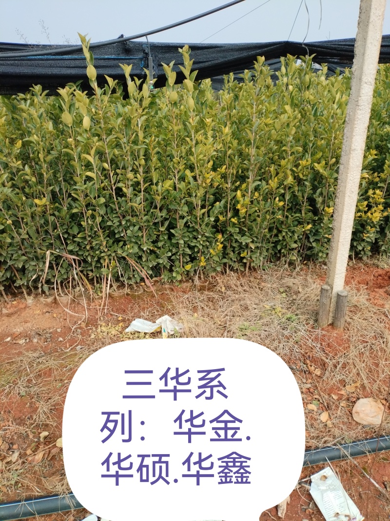 高产嫁接油茶苗