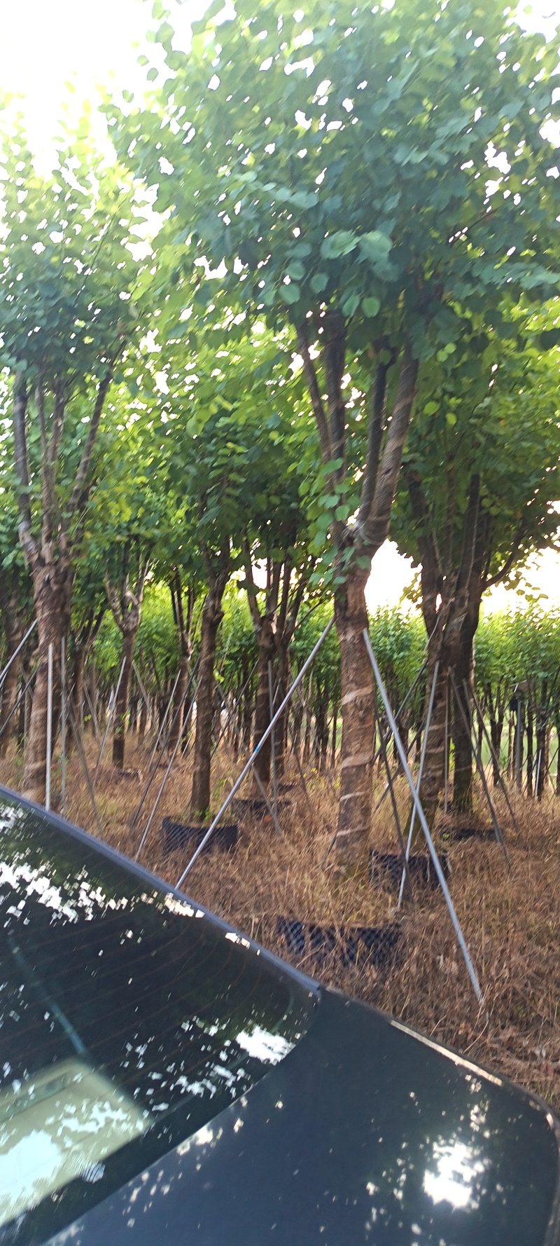 宫粉紫荆，12-15公分。普宁苗木供应