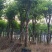 宫粉紫荆，12-15公分。普宁苗木供应