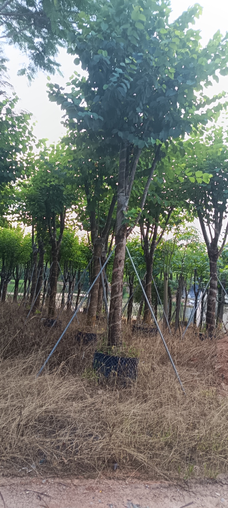 宫粉紫荆，12-15公分。普宁苗木供应