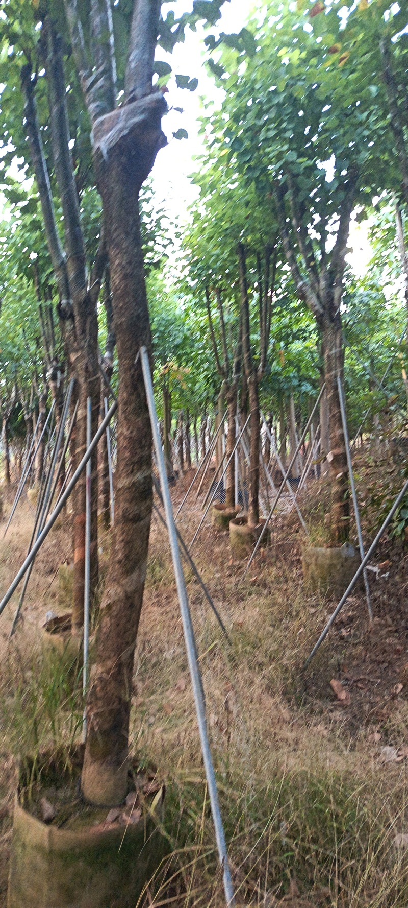 宫粉紫荆，12-15公分。普宁苗木供应