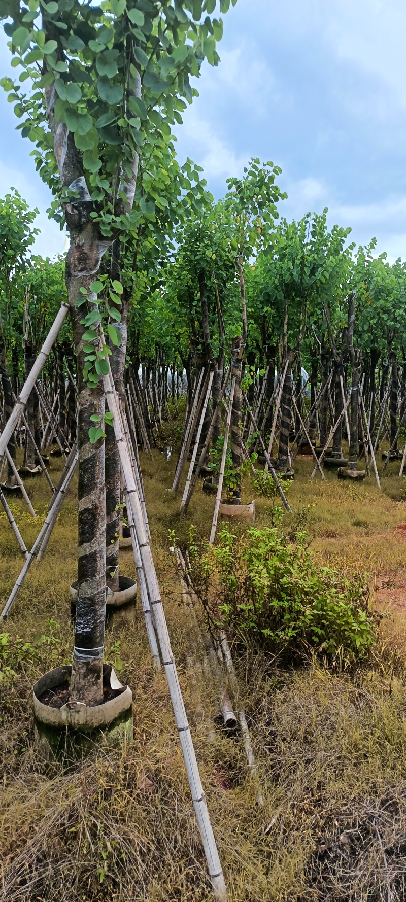 宫粉紫荆，12-15公分。普宁苗木供应