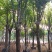 宫粉紫荆，12-15公分。普宁苗木供应
