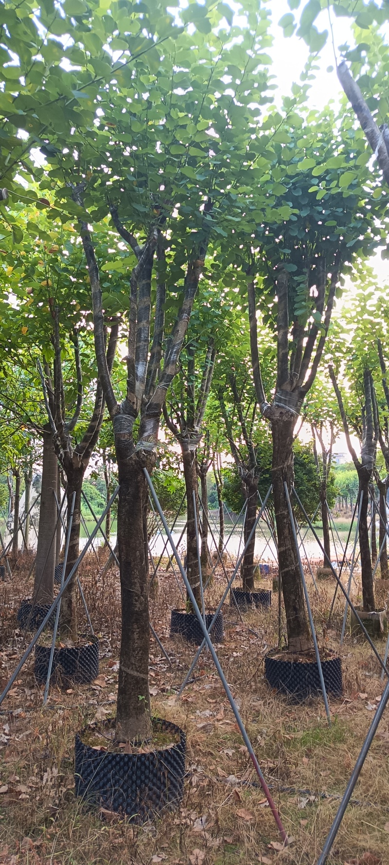 宫粉紫荆，12-15公分。普宁苗木供应