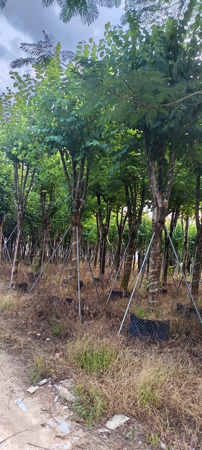 宫粉紫荆，12-15公分。普宁苗木供应