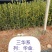 湖南攸县优质油茶苗基地直发品种齐全欢迎随时咨询