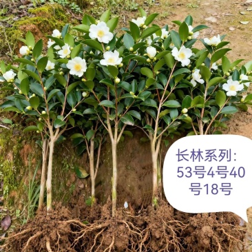 湖南攸县优质油茶苗基地直发品种齐全欢迎随时咨询