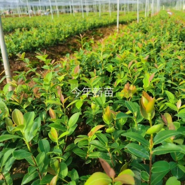 攸县良种嫁接苗产地直发