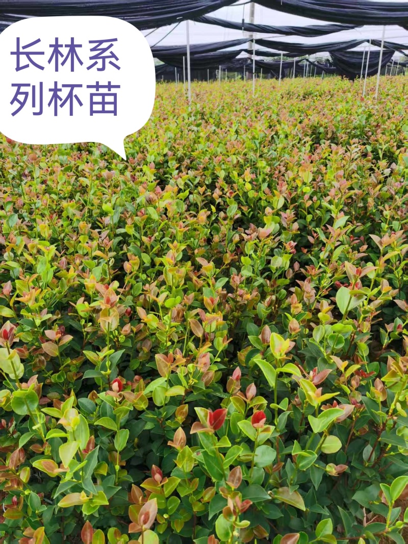 攸县良种嫁接苗产地直发