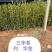 攸县良种嫁接苗产地直发