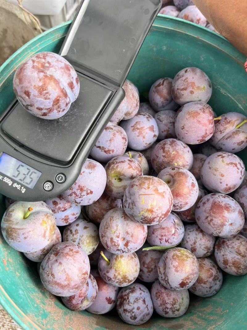 脆红李大量供应，诚信经营，本人代办，靠谱