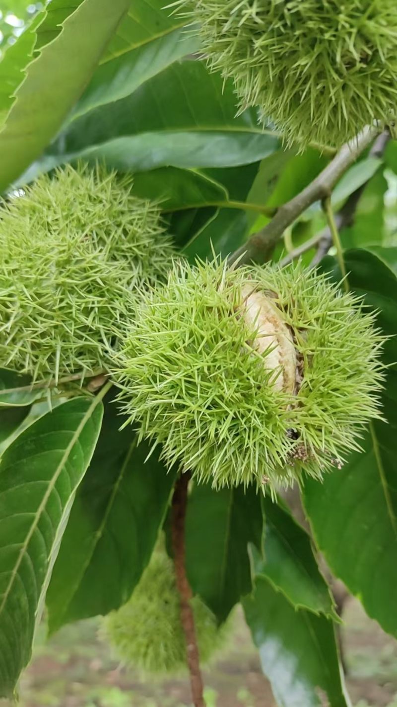 板栗熟来云南产地等你