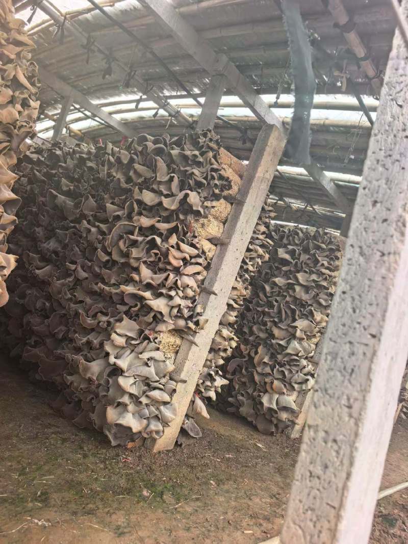 山东毛木耳代收优质白背毛木耳业务有大仓库提供毛木耳储存
