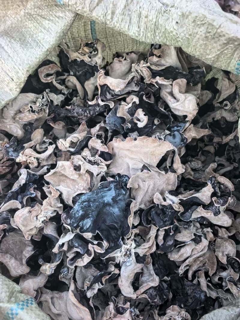 山东毛木耳代收优质白背毛木耳业务有大仓库提供毛木耳储存