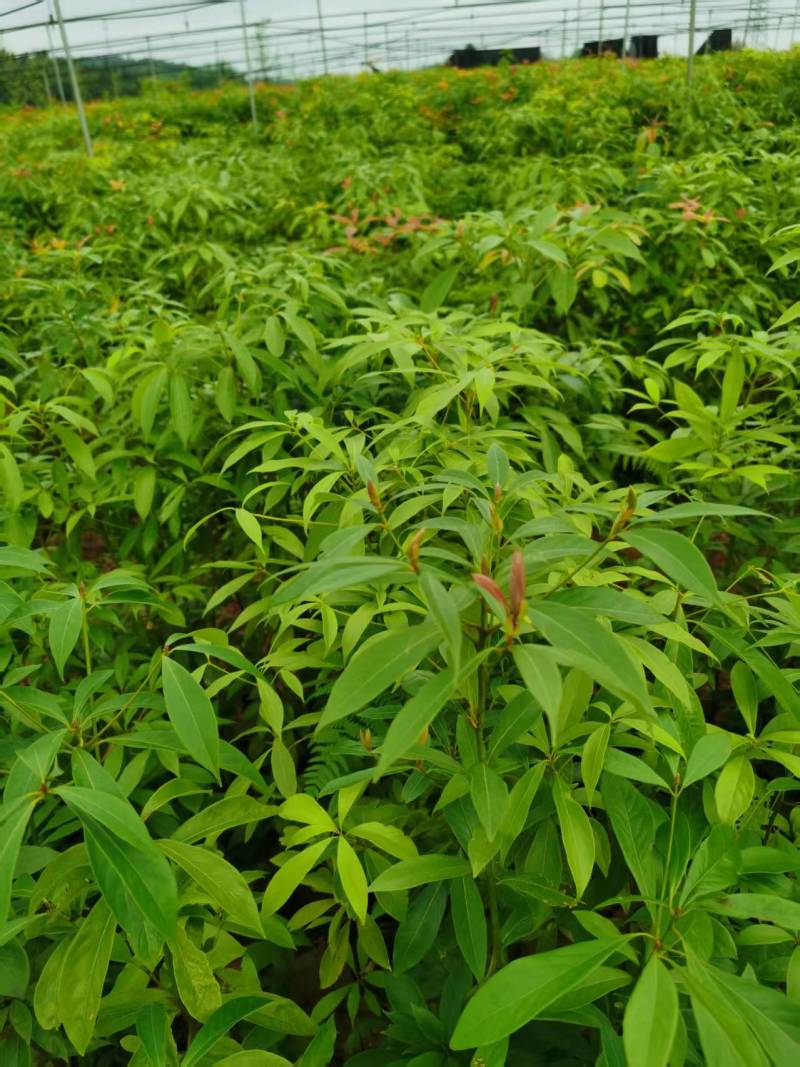 产地直发没有中间商