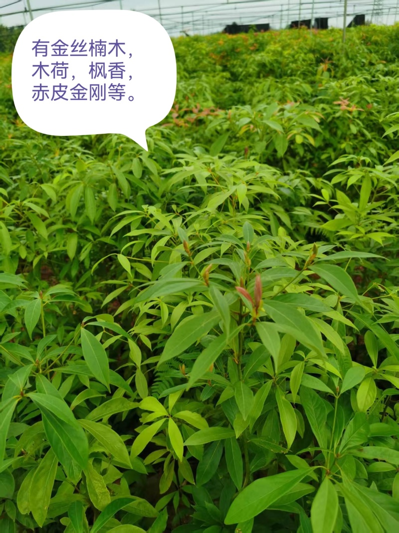 产地直发没有中间商