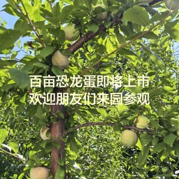 新疆阿克苏恐龙蛋风味皇后