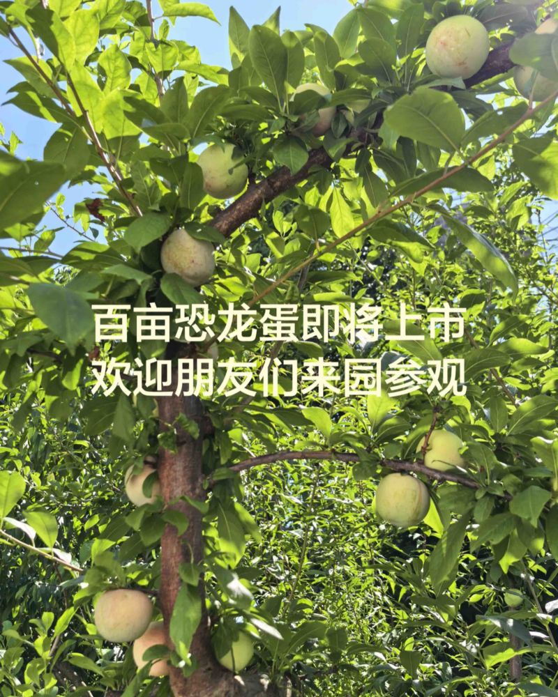 新疆阿克苏恐龙蛋风味皇后