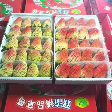 精品草莓青果，