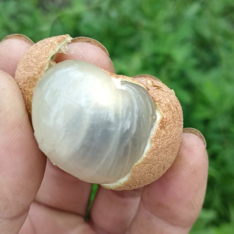 龙眼