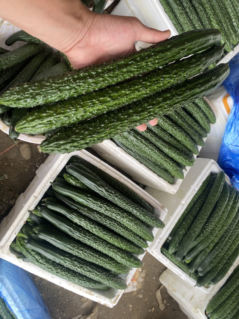 精品密刺黄瓜