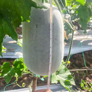 小香冬瓜，黑皮吊冬瓜，蔬菜基地自产自销